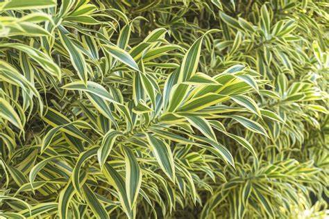 a close up of the bright green and yellow leaves of many dracaena song of India plants