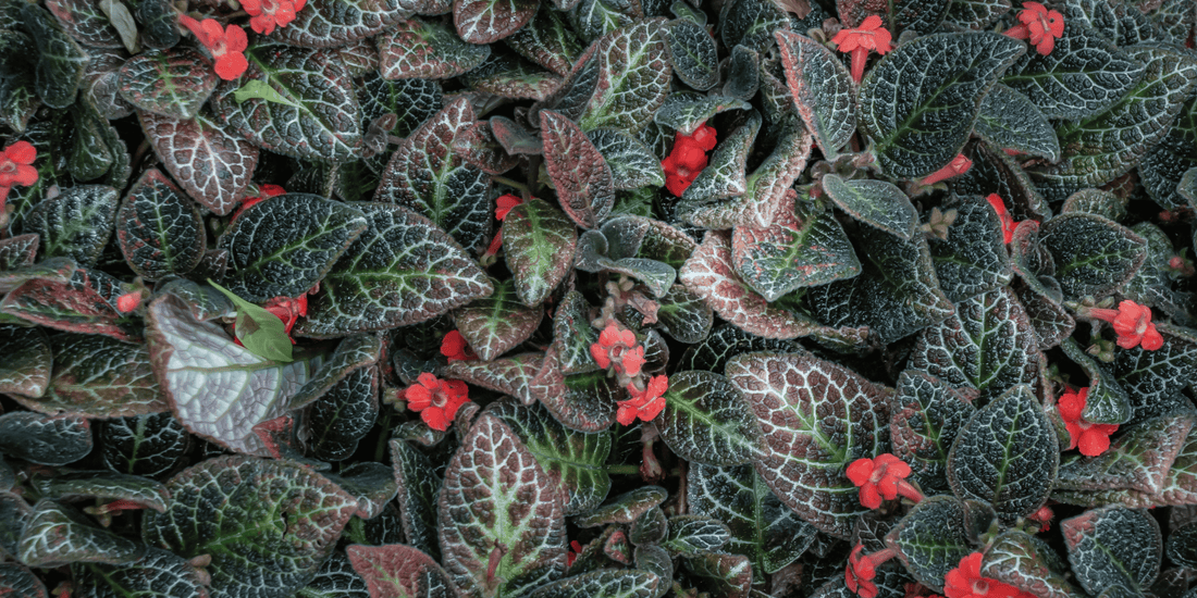 an overhead image of the dark green leaves of an Episcia cupreata plant with red flowers