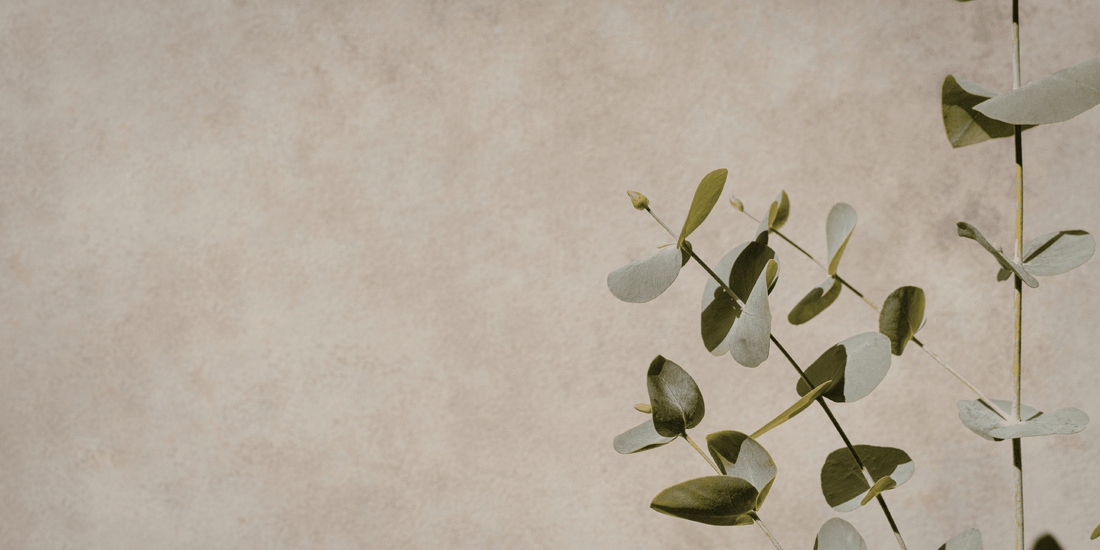 the leaves of a Eucalyptus Parvula plant against a plain tan background