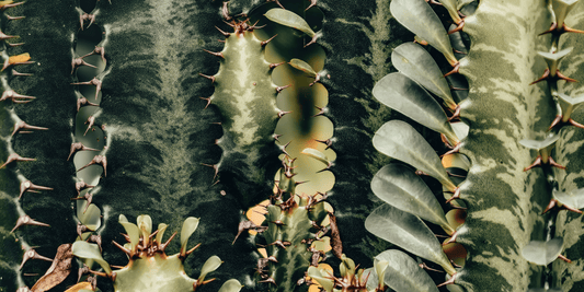 a close up of Variegated Euphorbia Trigona plants
