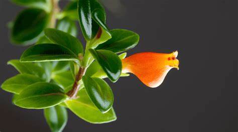a close up of a blooming goldfish plant with a bright orange flower and green leaves against a grey background
