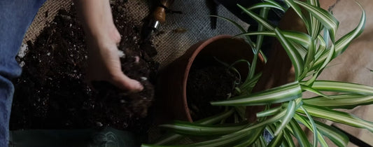 a picture of someone from a top view repotting a spider plant and soil on the ground around the plant and terracotta pot 
