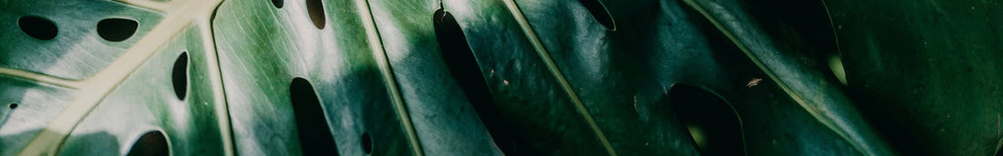 Welcome to Urbane Eight – Where Moody aesthetic & Greenery Meets Modern Botanical Brilliance