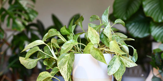 a pothos plant in a white pot in a household setting surrounded by other houseplants