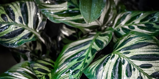 a close up picture of a calathea with contrasting light green and dark green design on its leaves