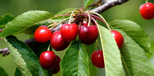 a close up picture of a grouping of cherries hanging from a cherry tree