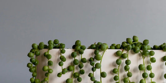 a photo of the side of a cream pot with green string of pearls succulent plant hanging out of the pot on a light grey background 