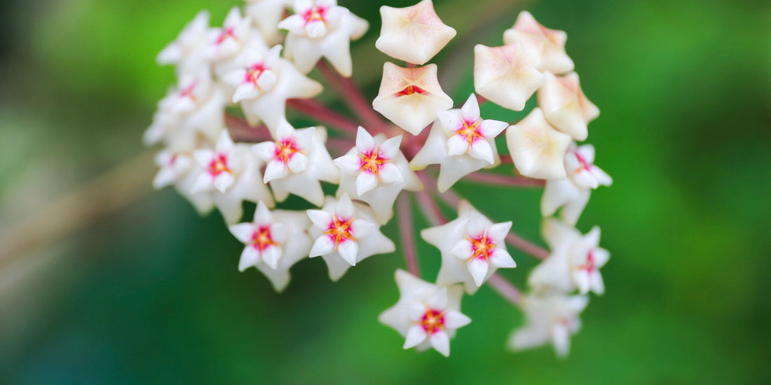 a close up picture of a hoya plants white flowers with a pink centre with green foliage blurred background