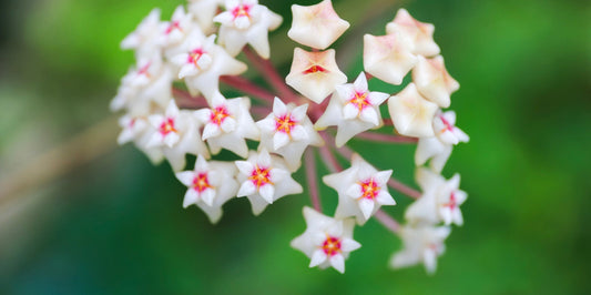 a close up picture of a hoya plants white flowers with a pink centre with green foliage blurred background