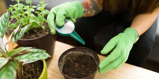 a picture on someone with green gloves fertilizing their indoor houseplants with two other houseplants sitting to the side of them on a wooden desk