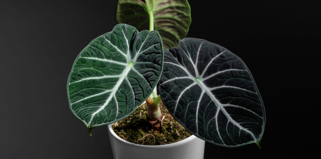 a picture of alocasia black velvet plant with three dark green leaves in a white pot with a black background 