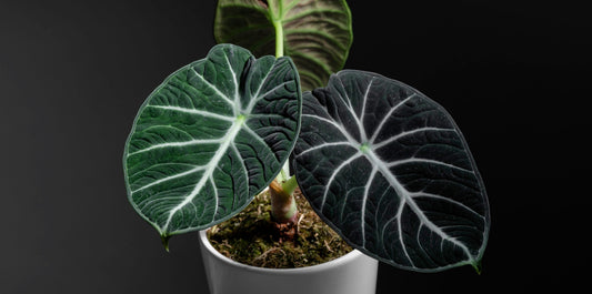 a picture of alocasia black velvet plant with three dark green leaves in a white pot with a black background 