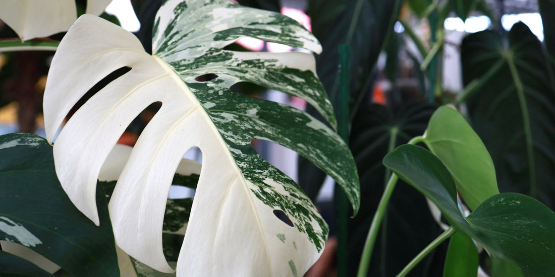 a close up of a monstera also variegated plant with white and green leaves