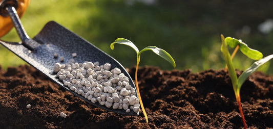 a garden spade with granular organic fertilizer in the scoop tipping towards a small plant growing out of the dirt outdoors. 