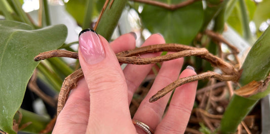 a picture of a hang holding aerial roots from a monstera houseplant with green foliage in the background