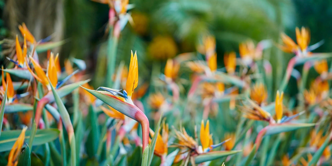 a picture of many blooms of a bird of paradise plant with orange blooms and a blurred background 