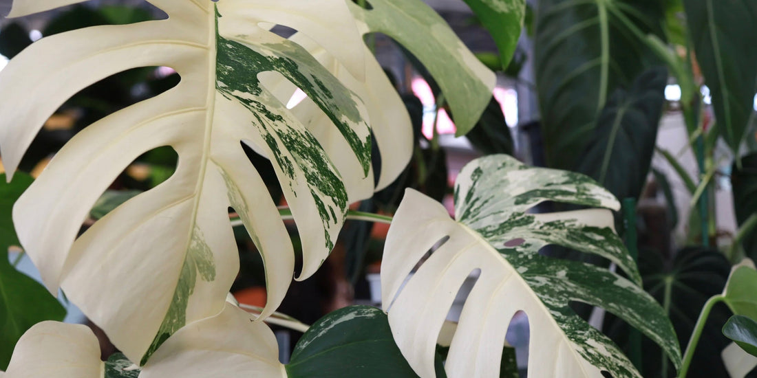 close up of white and green monstera leaves with holes and a foliage background
