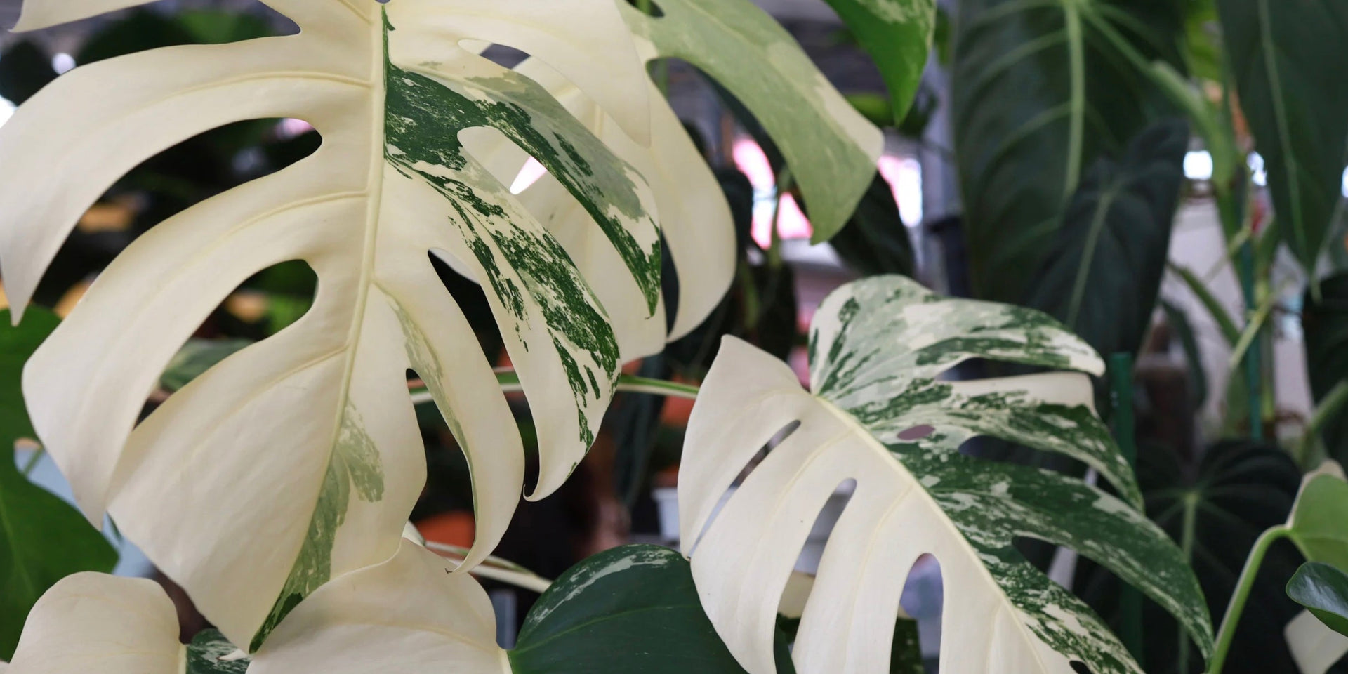 Monstera Thai Constellation Care Guide: How to Grow This Starry-Leaf S   Urbane Eight Inc.
