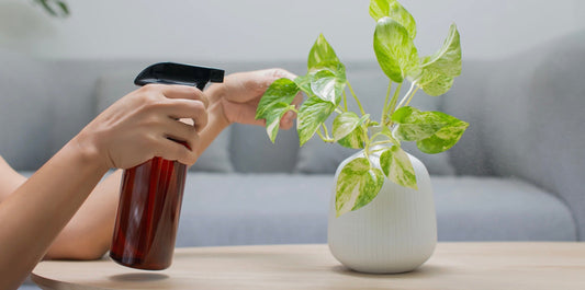 hand holding a brown spray bottle, spraying the leaves of a green potted plant on a wooden surface
