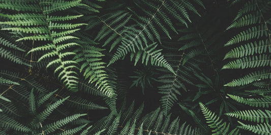 picture of multiple fern leaves layered on top of each other from all angles with a dark black background
