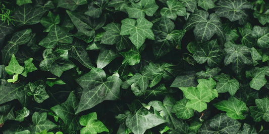 close up of ivy plant with green leaves