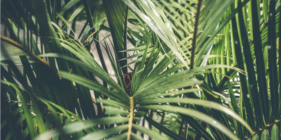 close up of palm leaves