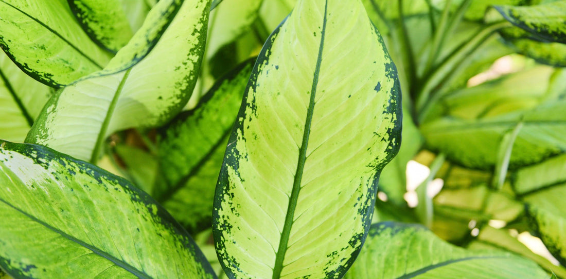 Chinese evergreen plant with light green leaves and dark green accents