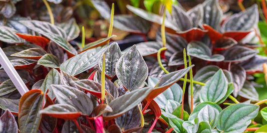 green and purple peperomia plants