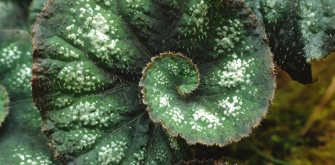 a close up pf a green begonia leave that grows in a spiral shape with texture 