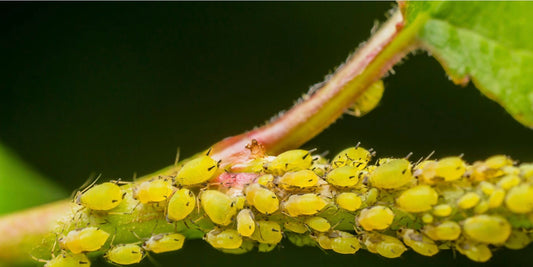 close up of aphid infestation on leaf