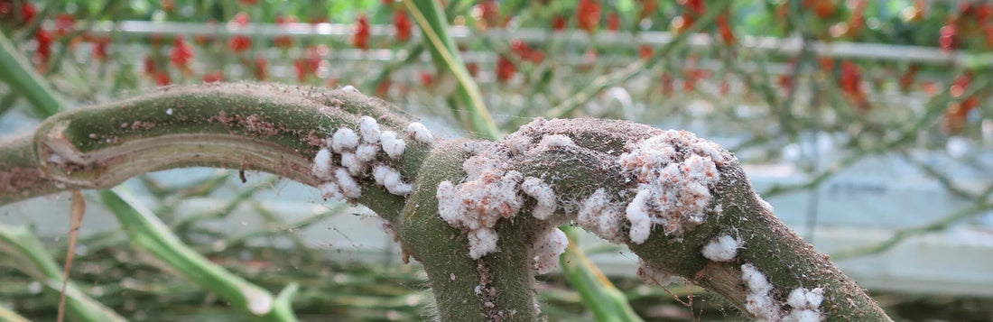 a closer up of a plant stem infected with fuzzy white mealybugs