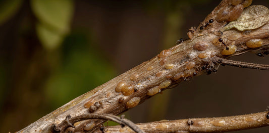 close up picture of a branch from a tree with scale bugs all over it 
