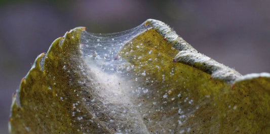 a close up of a wilted leaf that is curling into itself covered in fine webbing with spider mites all over it 