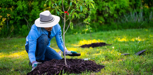 a person planting a tree outside surrounded by grass and foliage