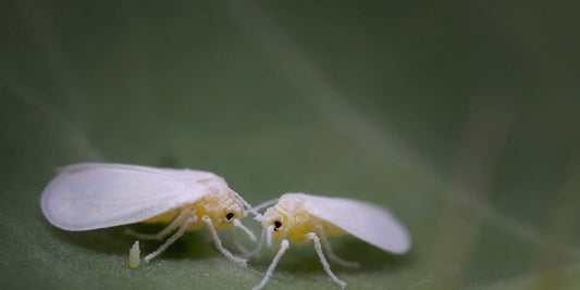 a close up picture of two whiteflies on a green leaf 