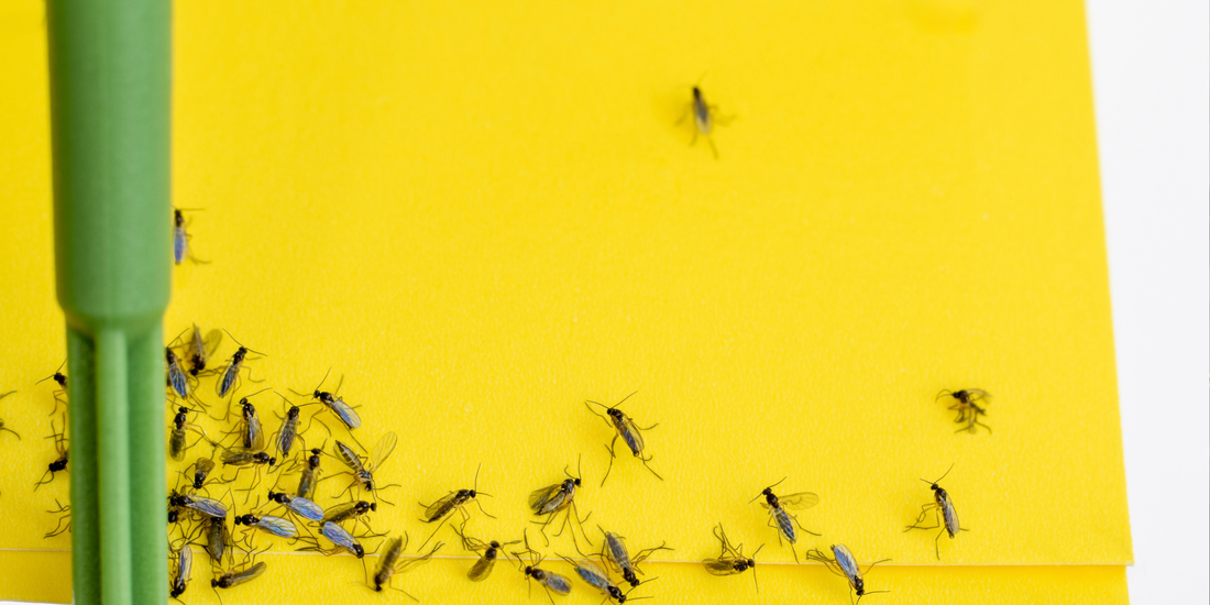 image of a yellow sticky trap with numbers fungus gnats stuck to it