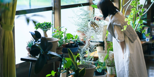 a person surrounded by plants watering them infant of a window