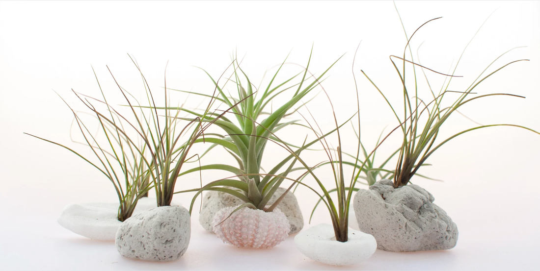 air plants resting on a white surface