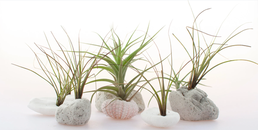 air plants resting on a white surface
