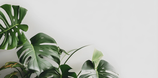 monstera tropical house plant against white background