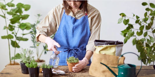 person watering a collection of houseplants