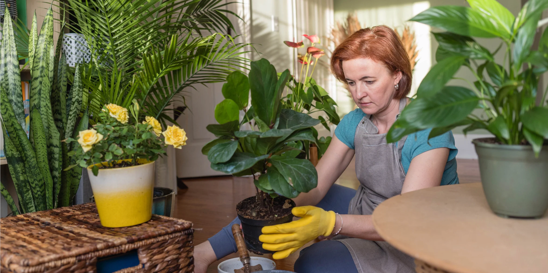 woman surrounded by plants repotting a fiddle leaf fig