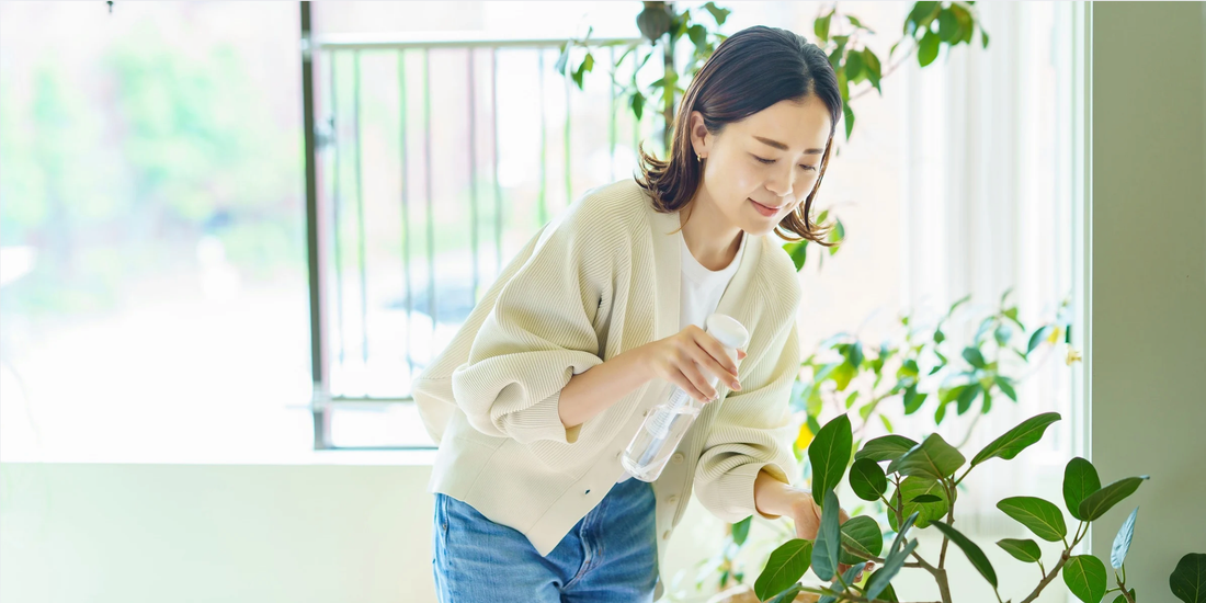 woman inspecting plants and spraying house plants with a spray bottle