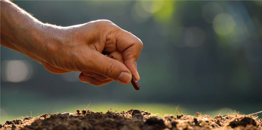 hand placing a seed into dirt