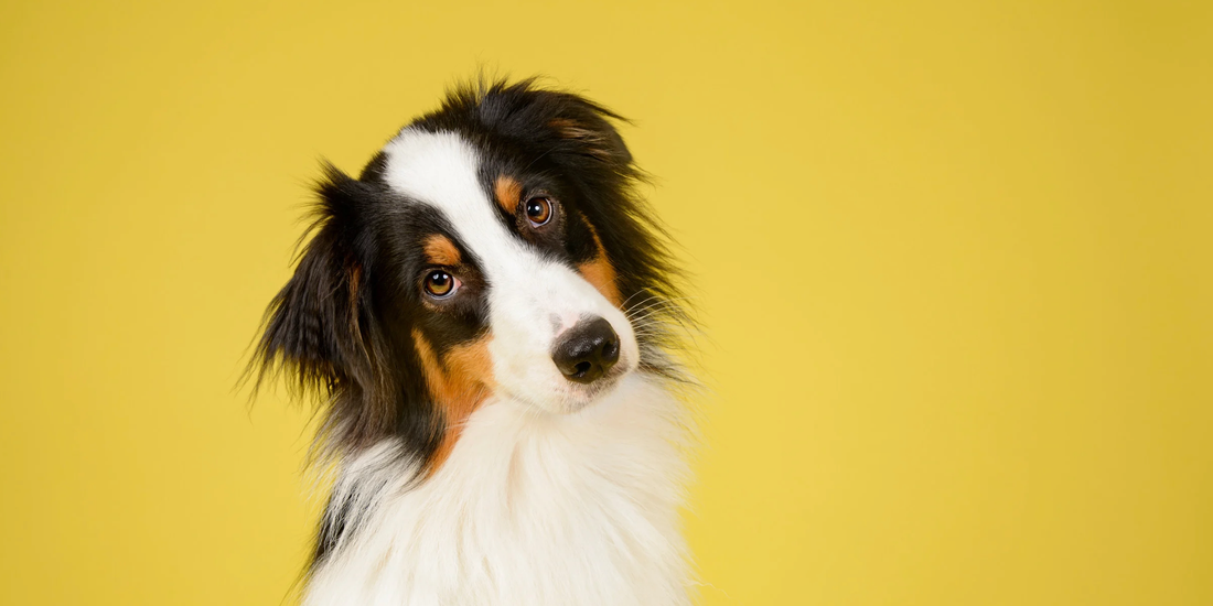 a black white and brown dog infant of a bright yellow background
