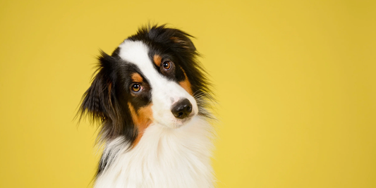 a black white and brown dog infant of a bright yellow background