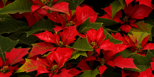 close up of a red poinsettia plant with red flowers and green leaves