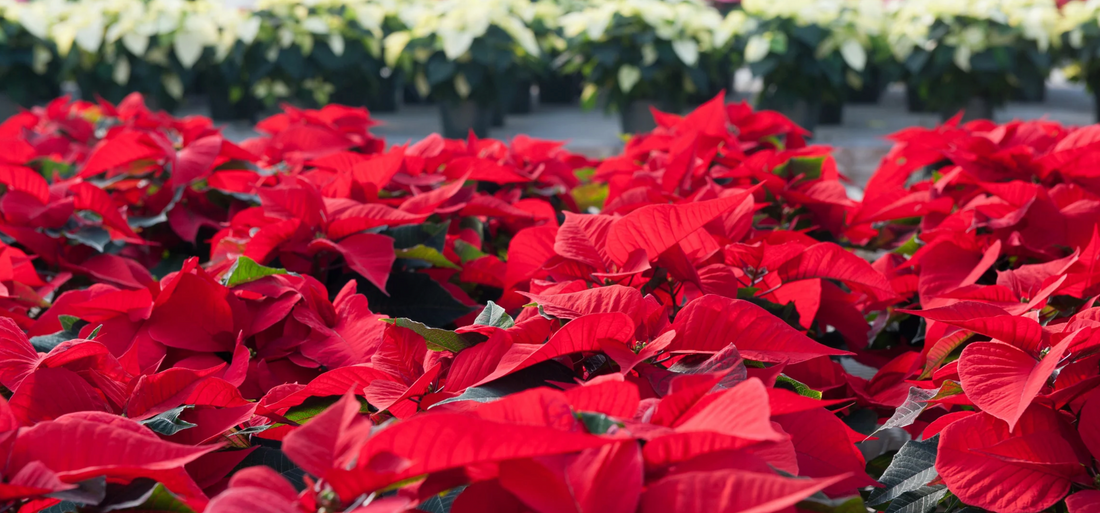 How to Care for a Poinsettia Indoors So It Actually Lasts Past Christmas