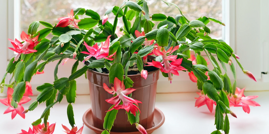 Christmas Cactus Not Blooming? Here’s How to Get Flowers on Time