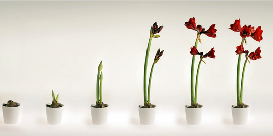 Amaryllis for Beginners: How to Grow Big Blooms for the Holidays